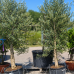 Olea europaea (Olivovník európsky) ´ARBEQUINA´ - výška 160-180 cm, obvod kmeňa 25/30 cm, kont. C45L (-12°C)